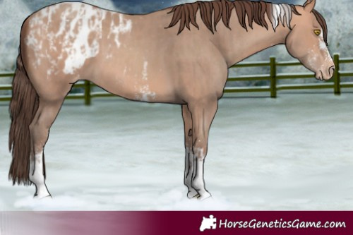 Horse Color:Amber Champagne Sabino Tobiano Blanket and Amber Champagne Sabino Tobiano Blanket