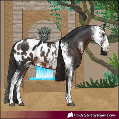 Horse Color:Brown Sabino Appaloosa