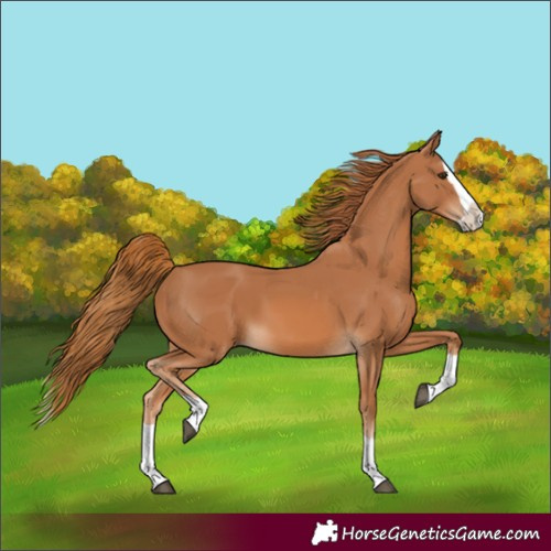 Horse Color:Chestnut Splash