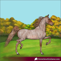 Horse Color:Red Roan 