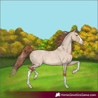 Horse Color:Red Dun Roan Splash 