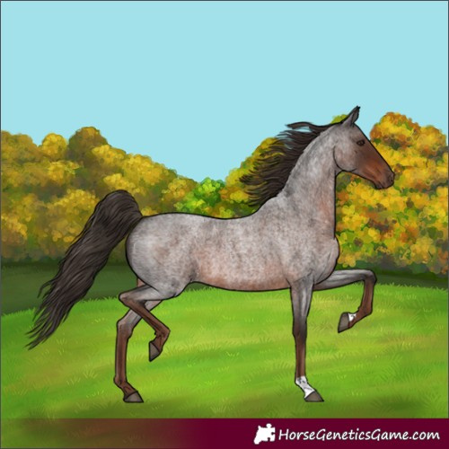Horse Color:Liver Red Roan 