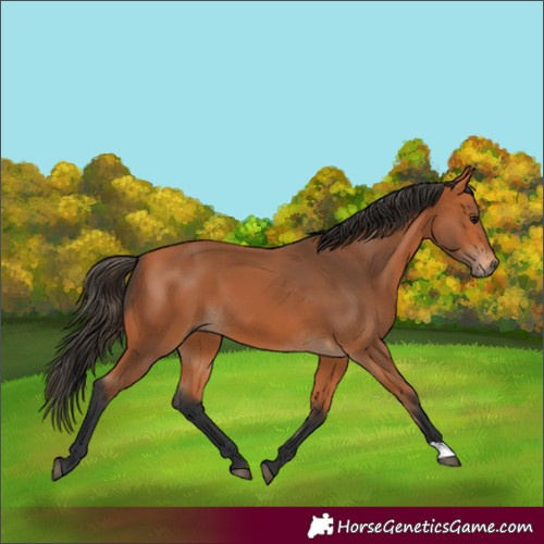 Horse Color:Bay 