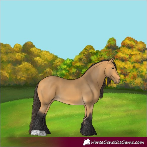 Horse Color:Buckskin