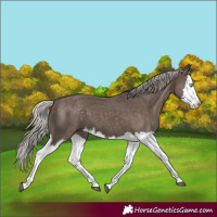 Horse Color:Silver Black Splash 