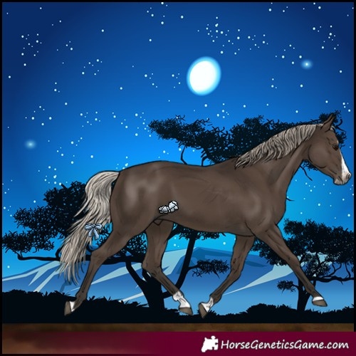 Horse Color:Gray Silver Black Splash 