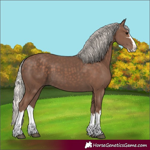Horse Color:Silver Black Splash 
