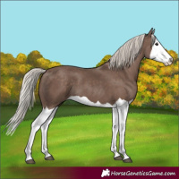 Horse Color:Silver Black Splash 