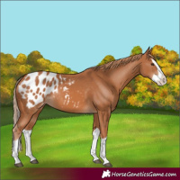 Horse Color:Chestnut Splash Appaloosa