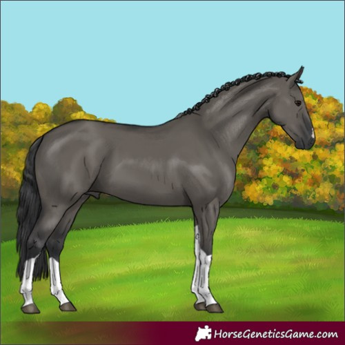 Horse Color:Grullo Tobiano