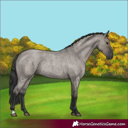 Horse Color:Grullo Roan Rabicano 