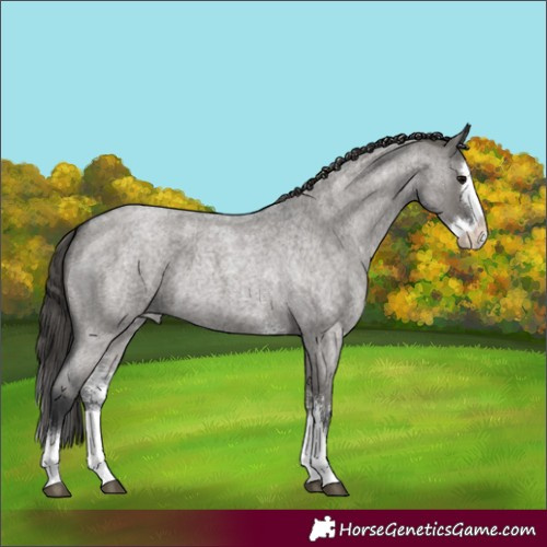 Horse Color:Grullo Roan Sabino Splash Appaloosa