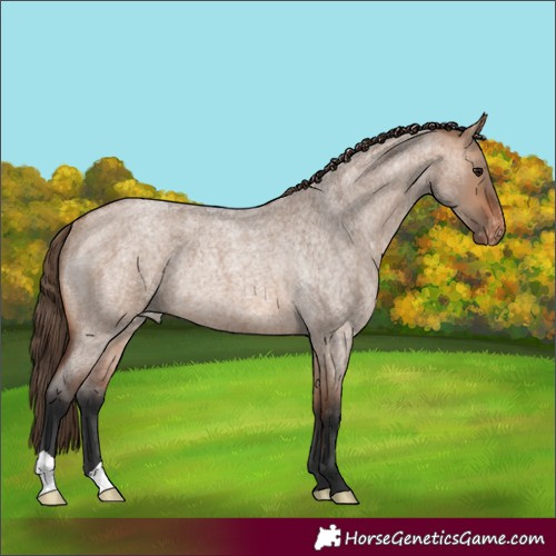 Horse Color:Bay Roan Dun Appaloosa Rabicano 