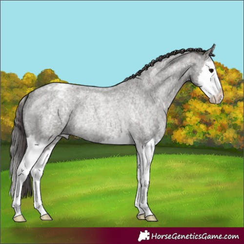 Horse Color:Grullo Roan Splash Appaloosa Rabicano 