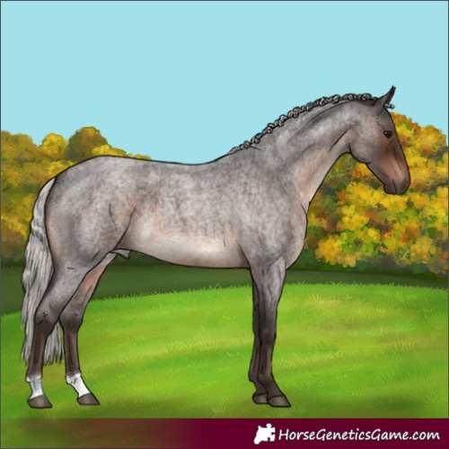 Horse Color:Silver Brown Roan