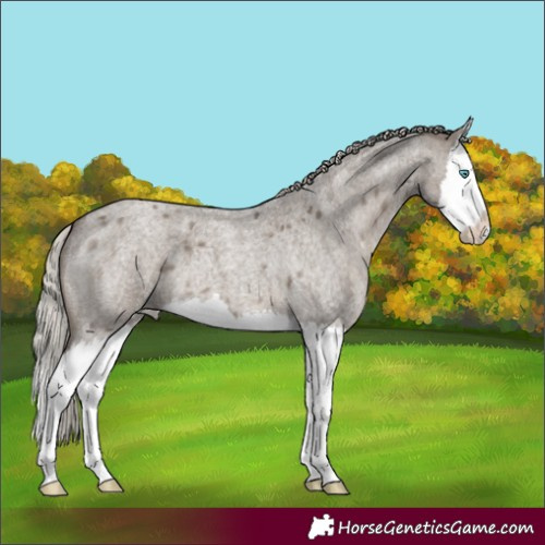 Horse Color:Silver Grullo Roan Splash Appaloosa