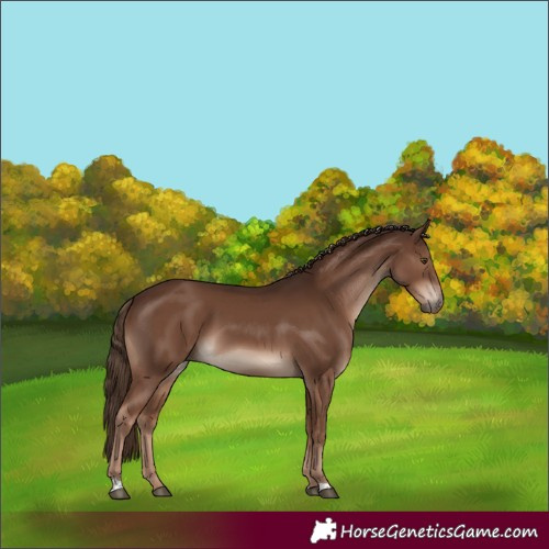 Horse Color:Liver Chestnut 