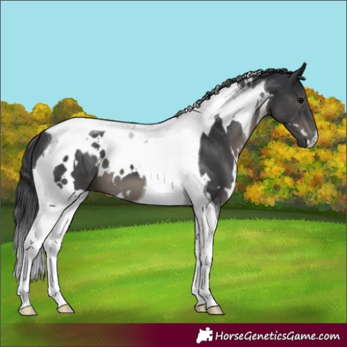 Horse Color:White Spotted Black Tobiano 
