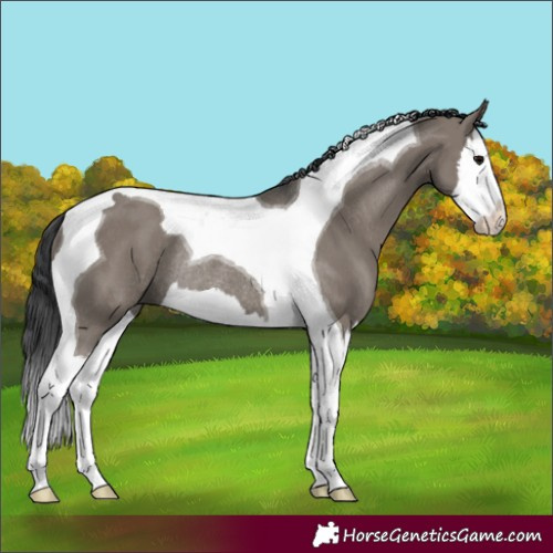 Horse Color:Grullo Splash Tobiano Rabicano