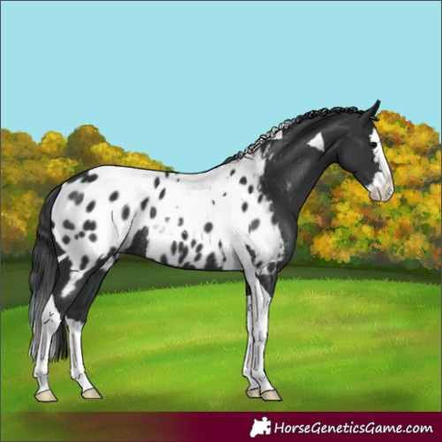 Horse Color:Black Splash Tobiano Appaloosa Rabicano 