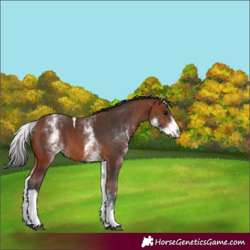 Horse Color:White Spotted Bay Tobiano 