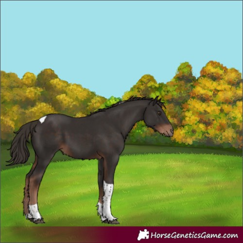 Horse Color:Liver Chestnut Tobiano 