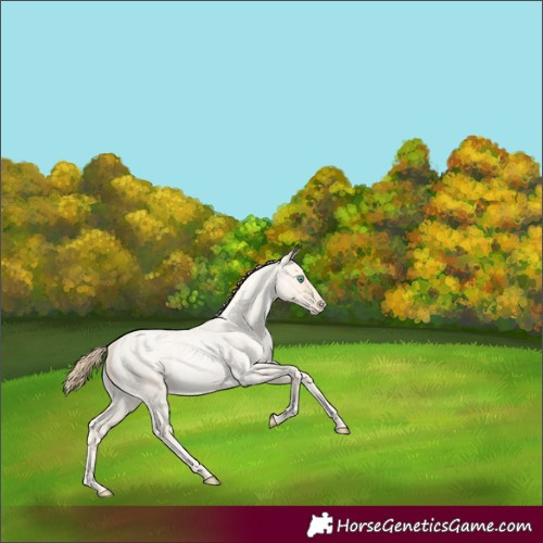 Horse Color:Buckskin Roan Pearl  and Buckskin Roan Pearl Rabicano 