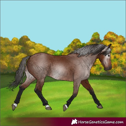 Horse Color:Gray Bay 