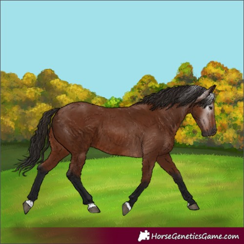 Horse Color:Gray Bay 