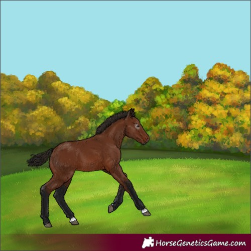 Horse Color:Gray Bay 