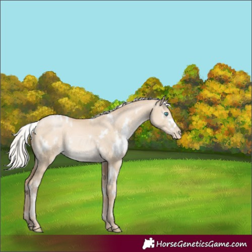 Horse Color:White Spotted Silver Smoky Grullo Pearl Rabicano 