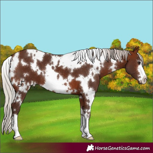 Horse Color:White Spotted Silver Brown