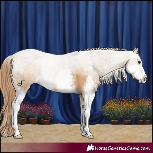 Horse Color:Red Dun Sabino