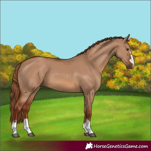 Horse Color:Red Dun