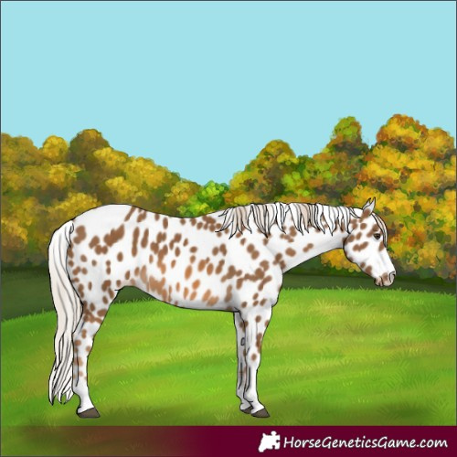 Horse Color:Chocolate Palomino Appaloosa