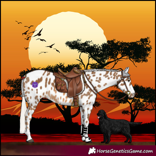 Horse Color:Chocolate Palomino Leopard 