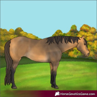 Horse Color:Buckskin 