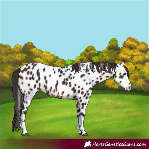 Horse Color:Bay Tobiano Appaloosa