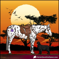 Horse Color:Bay Tobiano Near Leopard