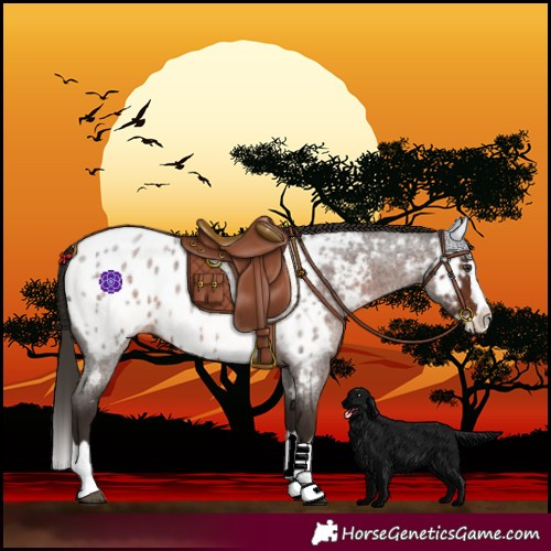 Horse Color:Liver Red Roan Splash Near Leopard 
