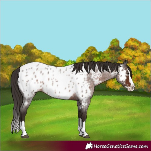 Horse Color:Liver Red Roan Splash Appaloosa 