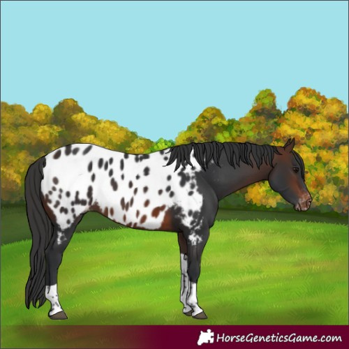 Horse Color:Brown Tobiano Appaloosa 