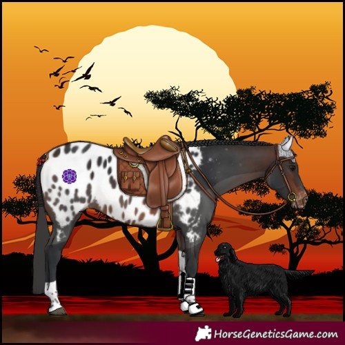 Horse Color:Brown Tobiano Blanket 