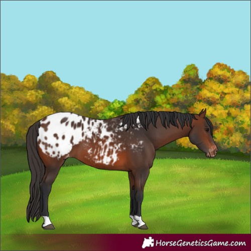 Horse Color:Brown Appaloosa 