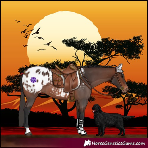 Horse Color:Brown Blanket 