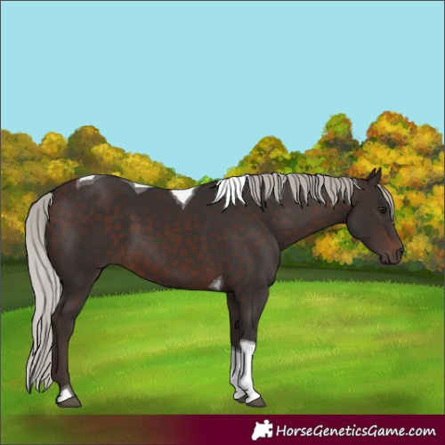 Horse Color:Silver Brown Tobiano 