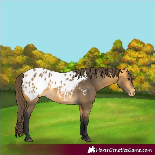 Horse Color:Buckskin Appaloosa 