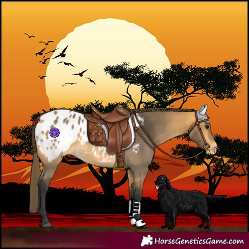 Horse Color:Buckskin Blanket 