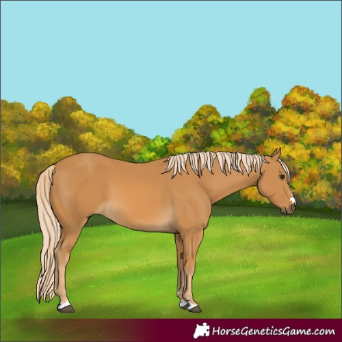 Horse Color:Palomino 