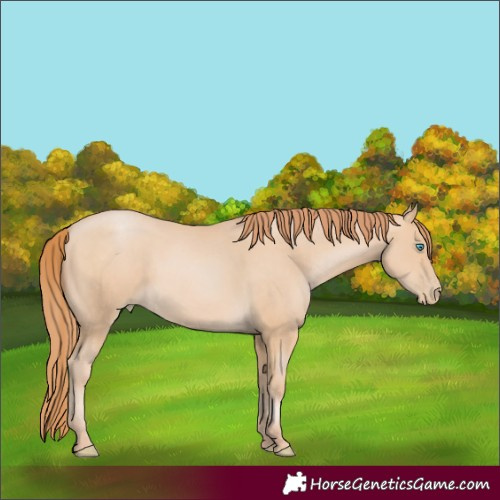 Horse Color:Buckskin Pearl 